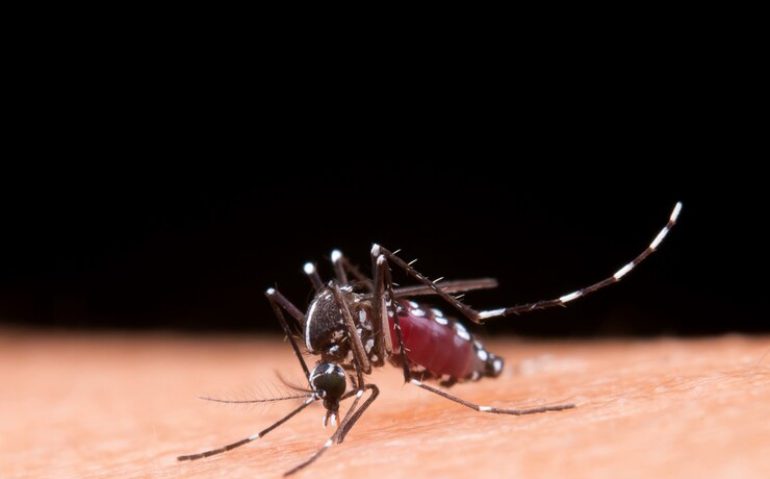 mosquito_1150-7964